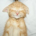 Рыжий котик.jpg